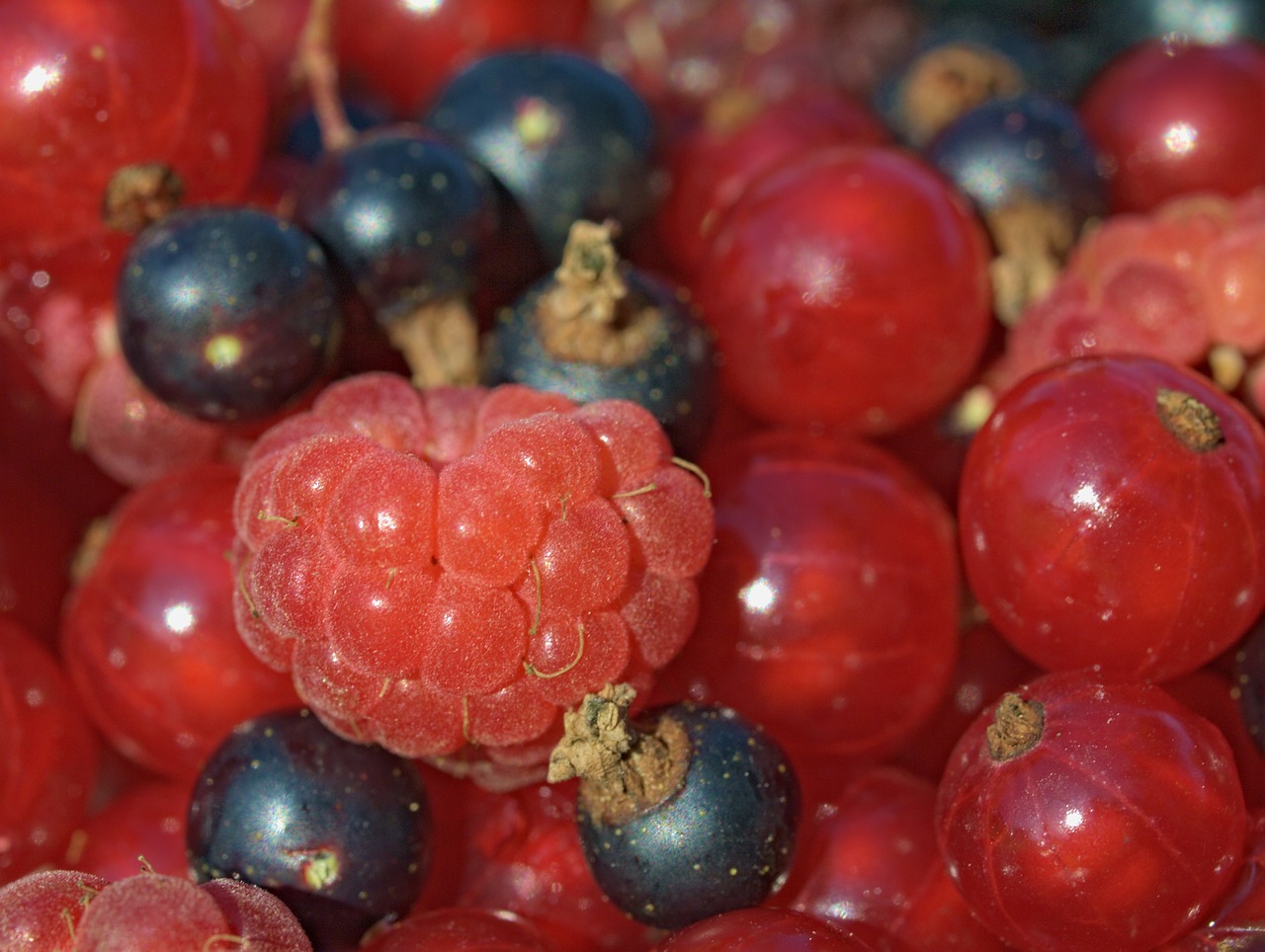 malina currant fruit free photo