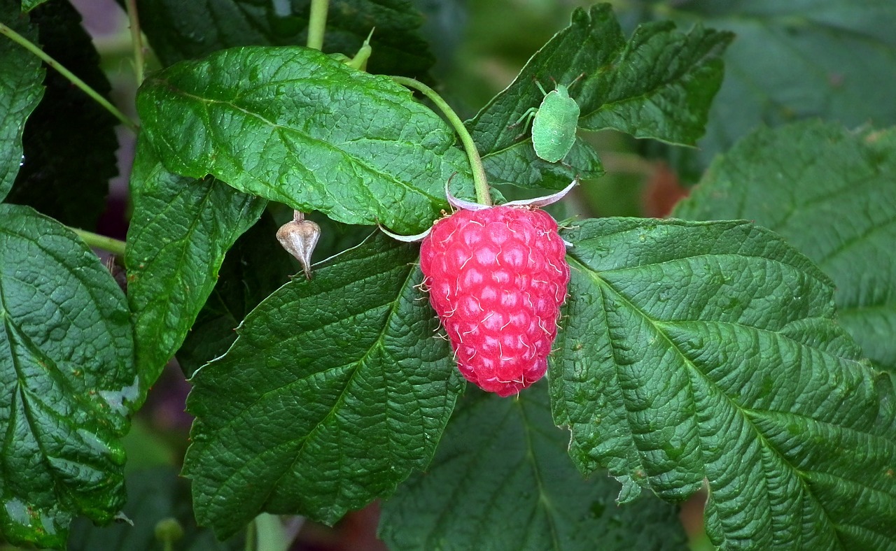 malina  fruit  bush free photo