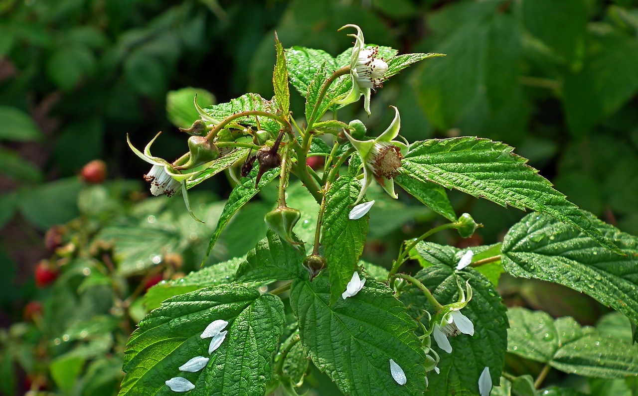 malina  flowers  leaves nature free photo