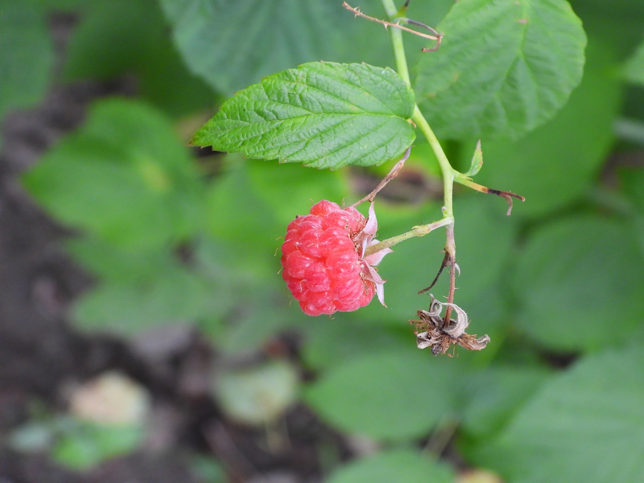 malina  bush  fruit free photo