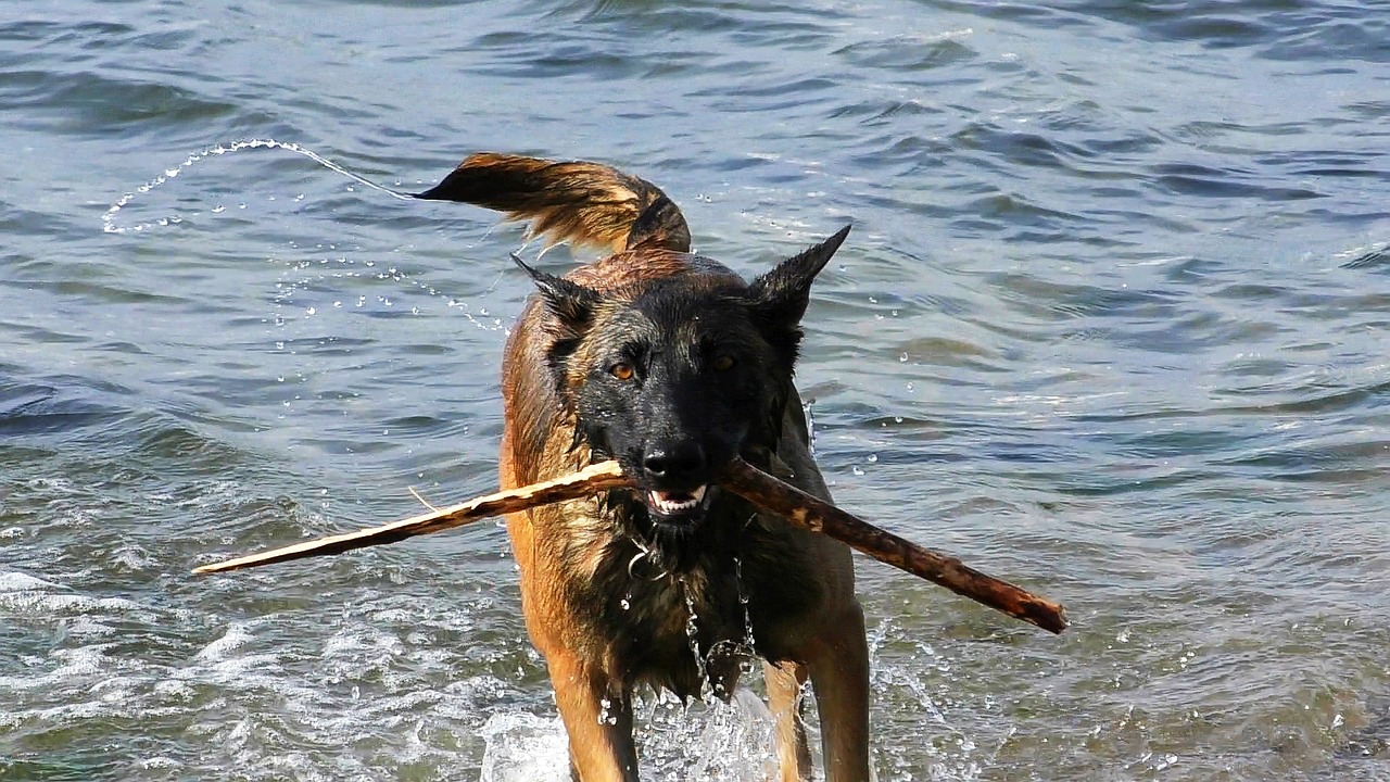 malinois dog belgian shepherd dog free photo