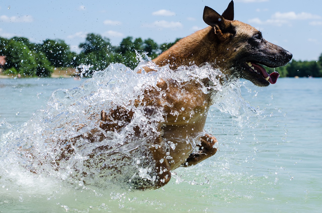 malinois dog water free photo