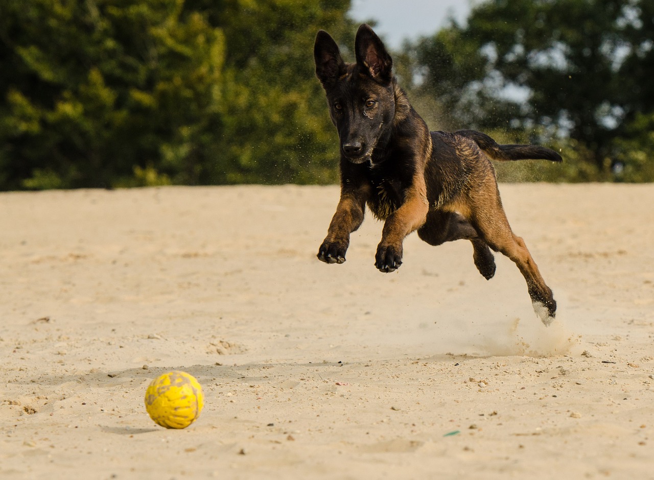 malinois doggy belgian shepherd dog free photo