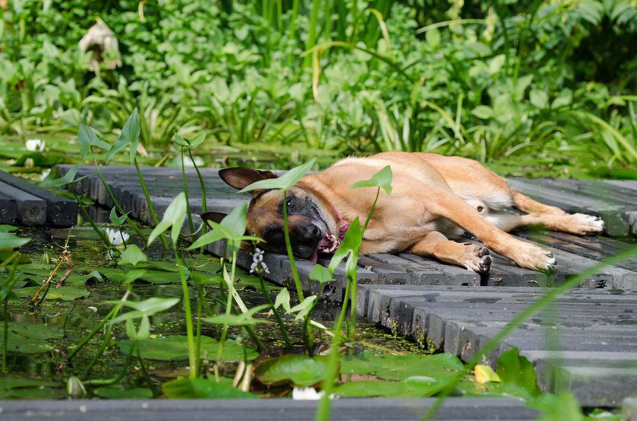 malinois water garden dog basks free photo