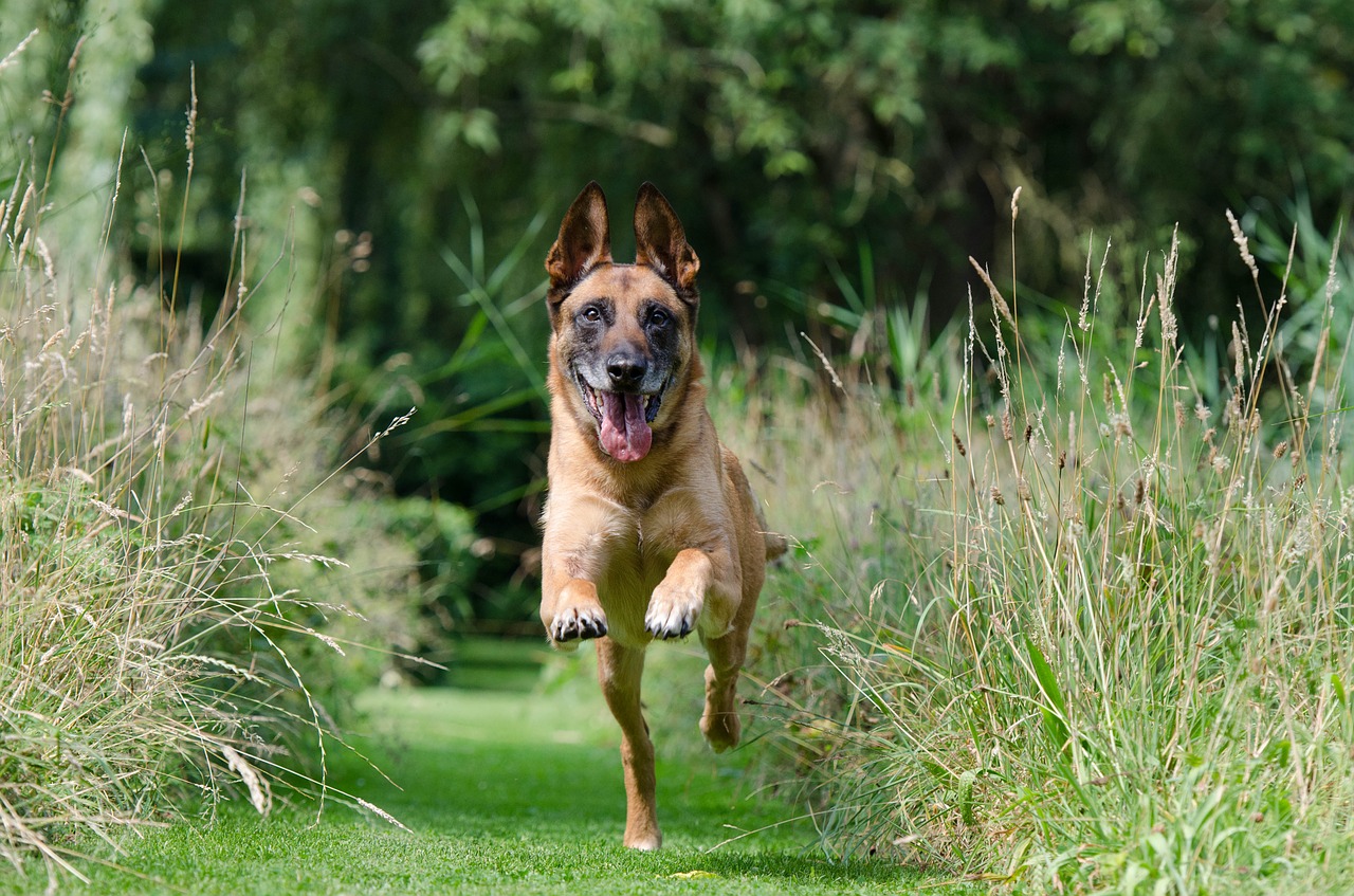 malinois retrieve dog training free photo