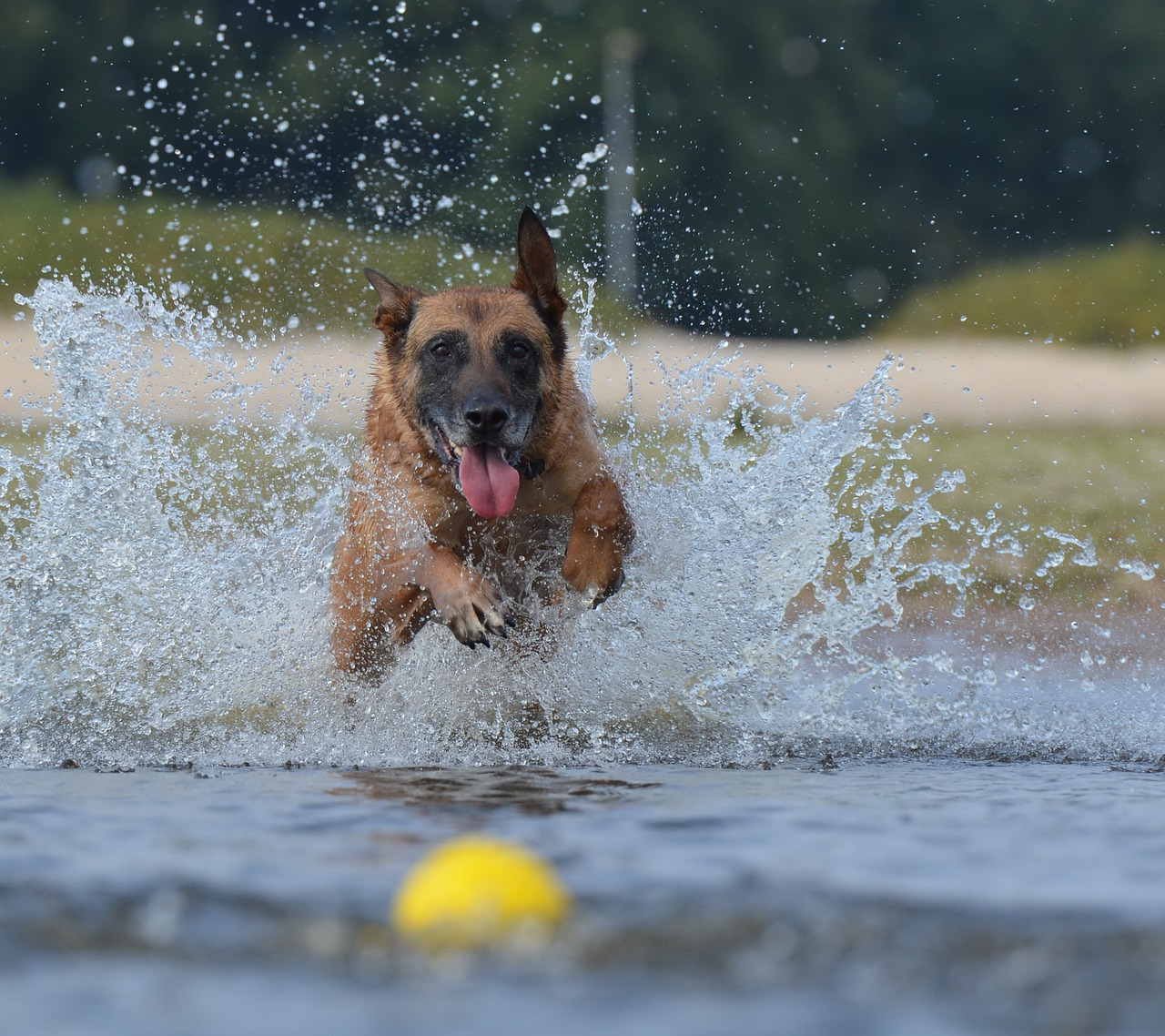 malinois water ball free photo