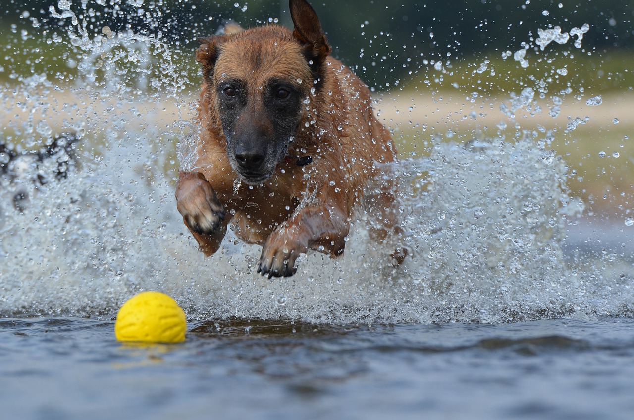 malinois ball summer free photo