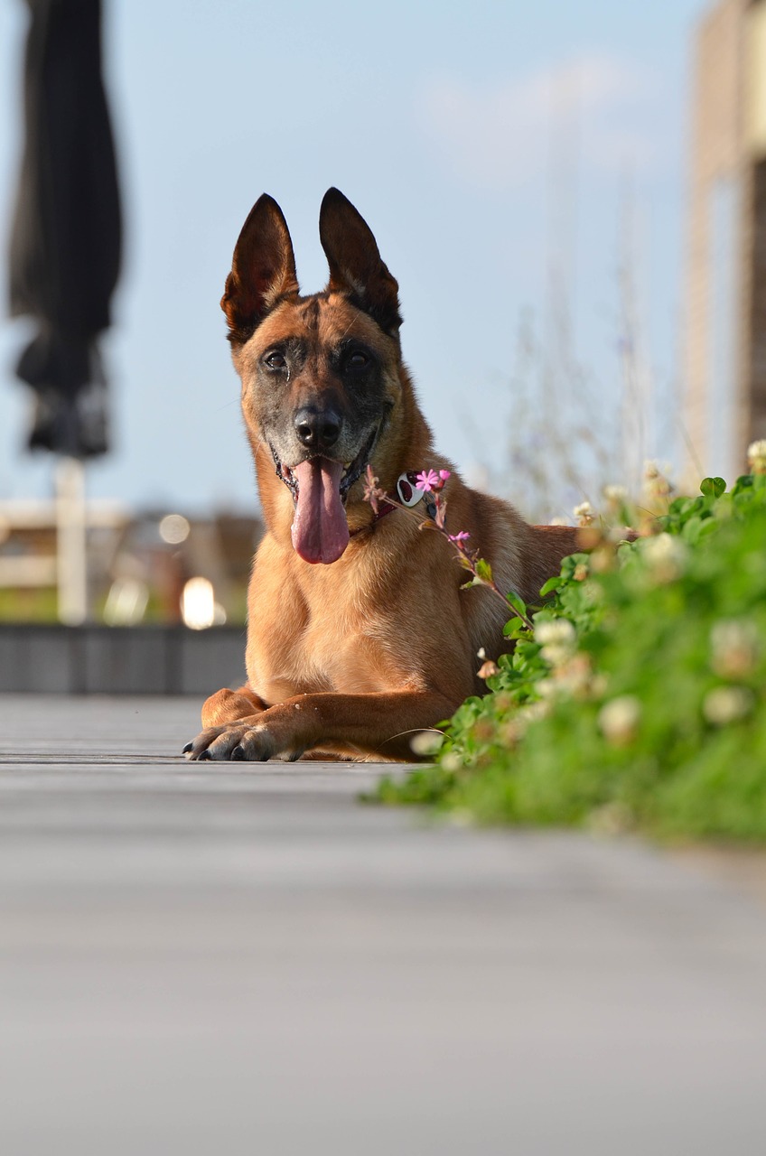 malinois belgian shepherd dog terrace free photo