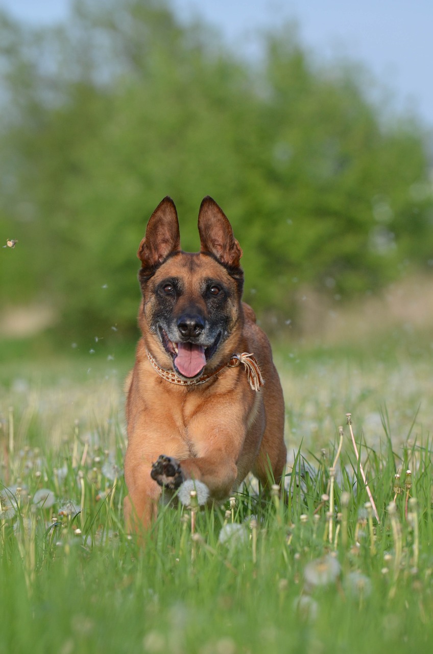 malinois dandelion meadow motion recording free photo