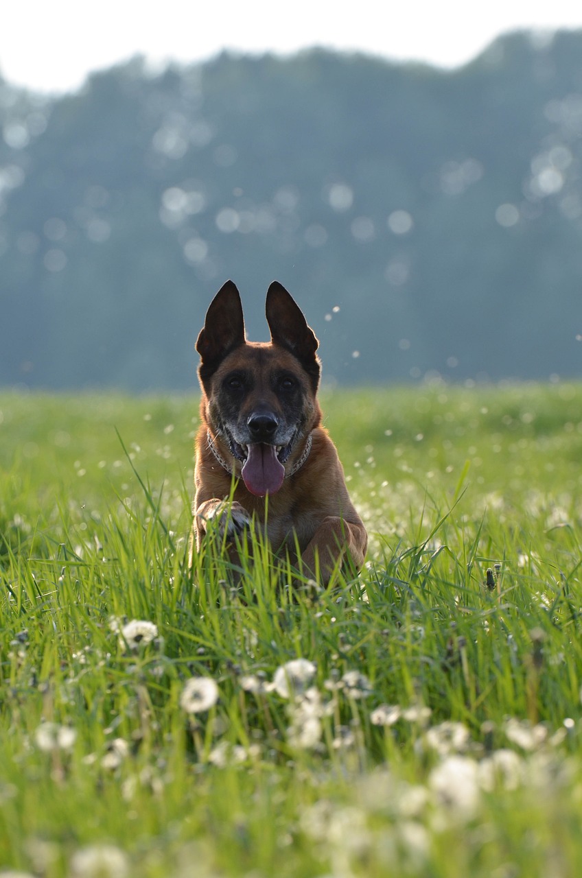 malinois dandelion meadow motion recording free photo