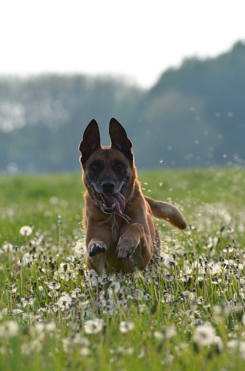 malinois dandelion meadow motion recording free photo