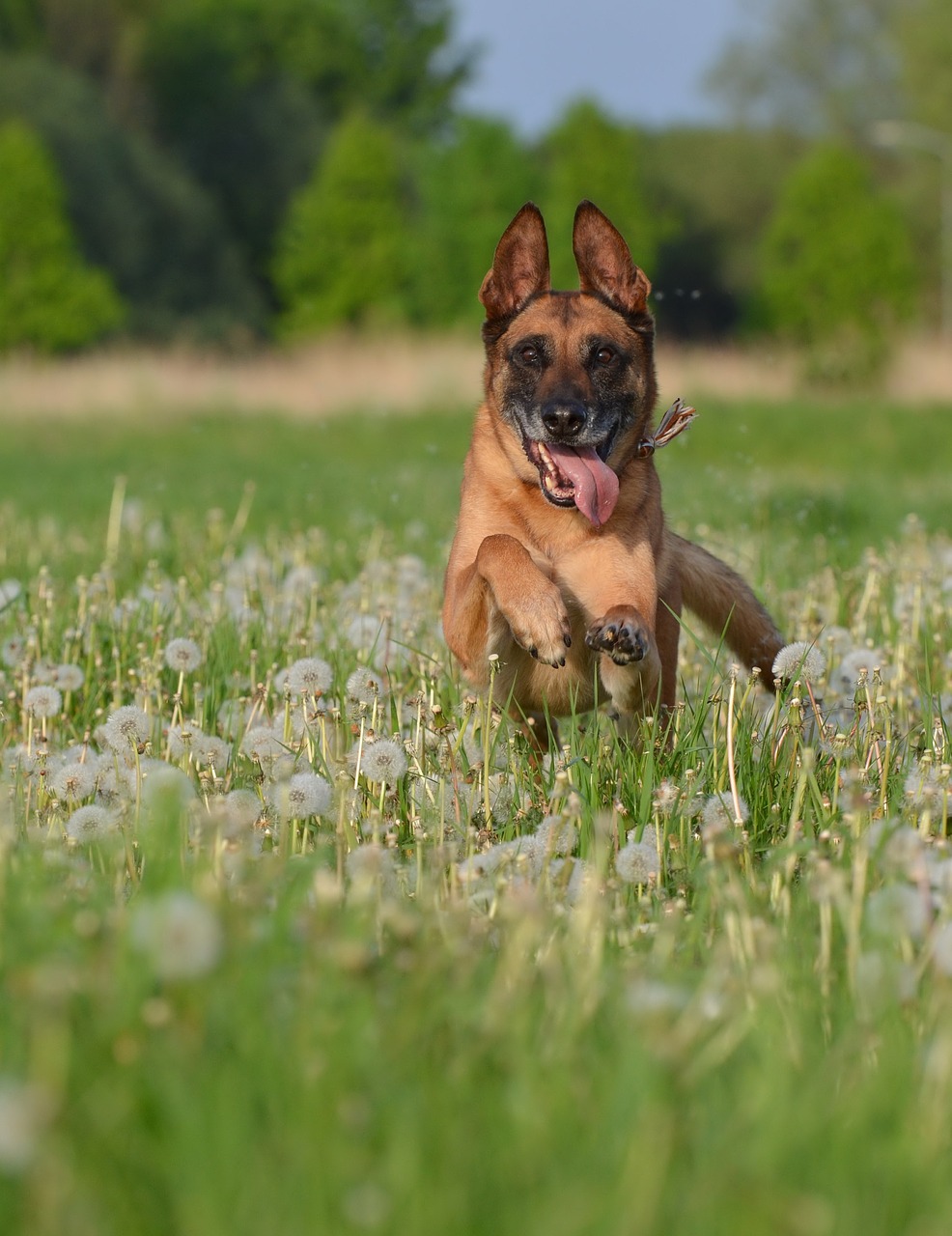 malinois dandelion meadow motion recording free photo