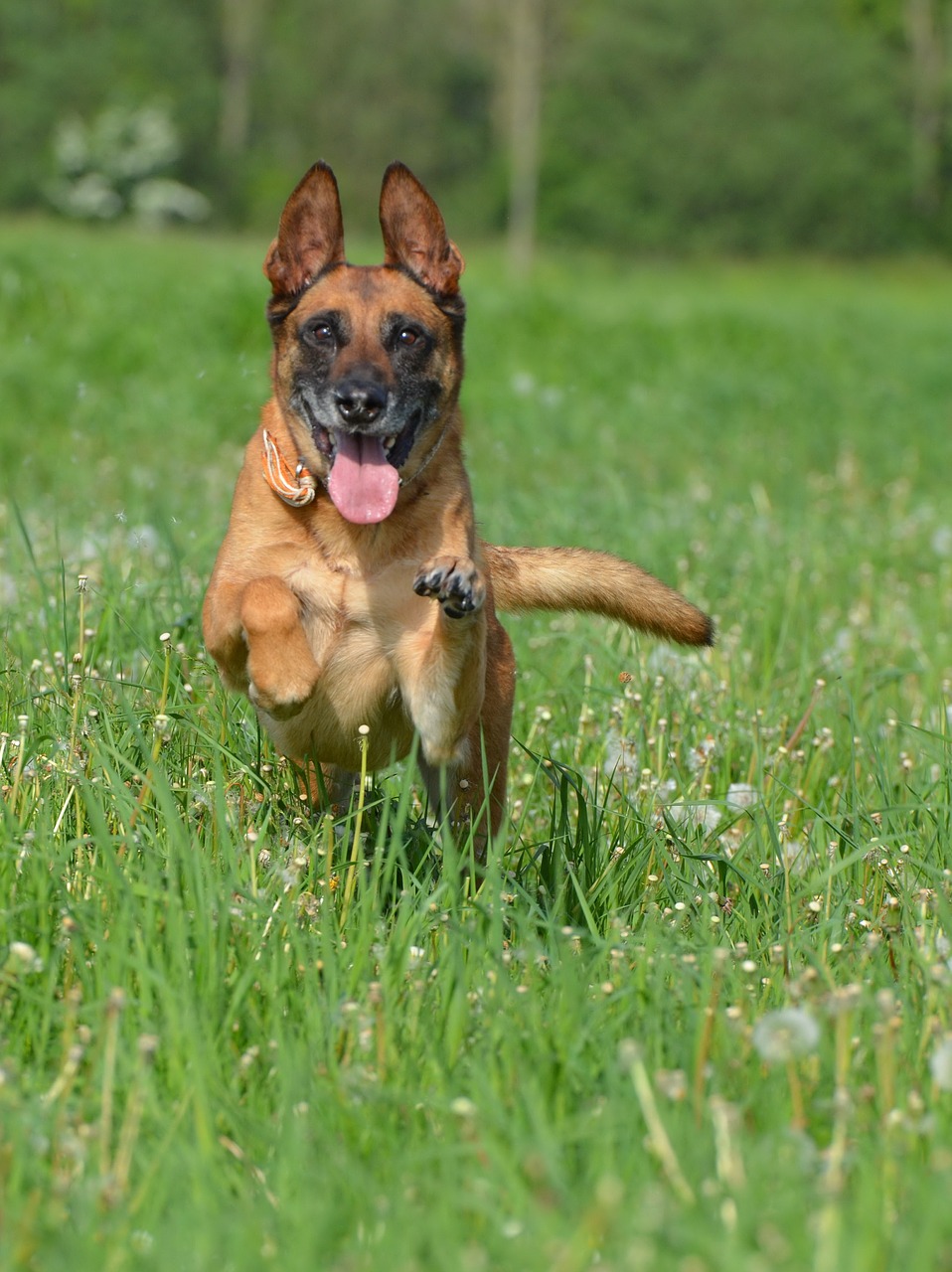 malinois flower meadow dandelion meadow free photo