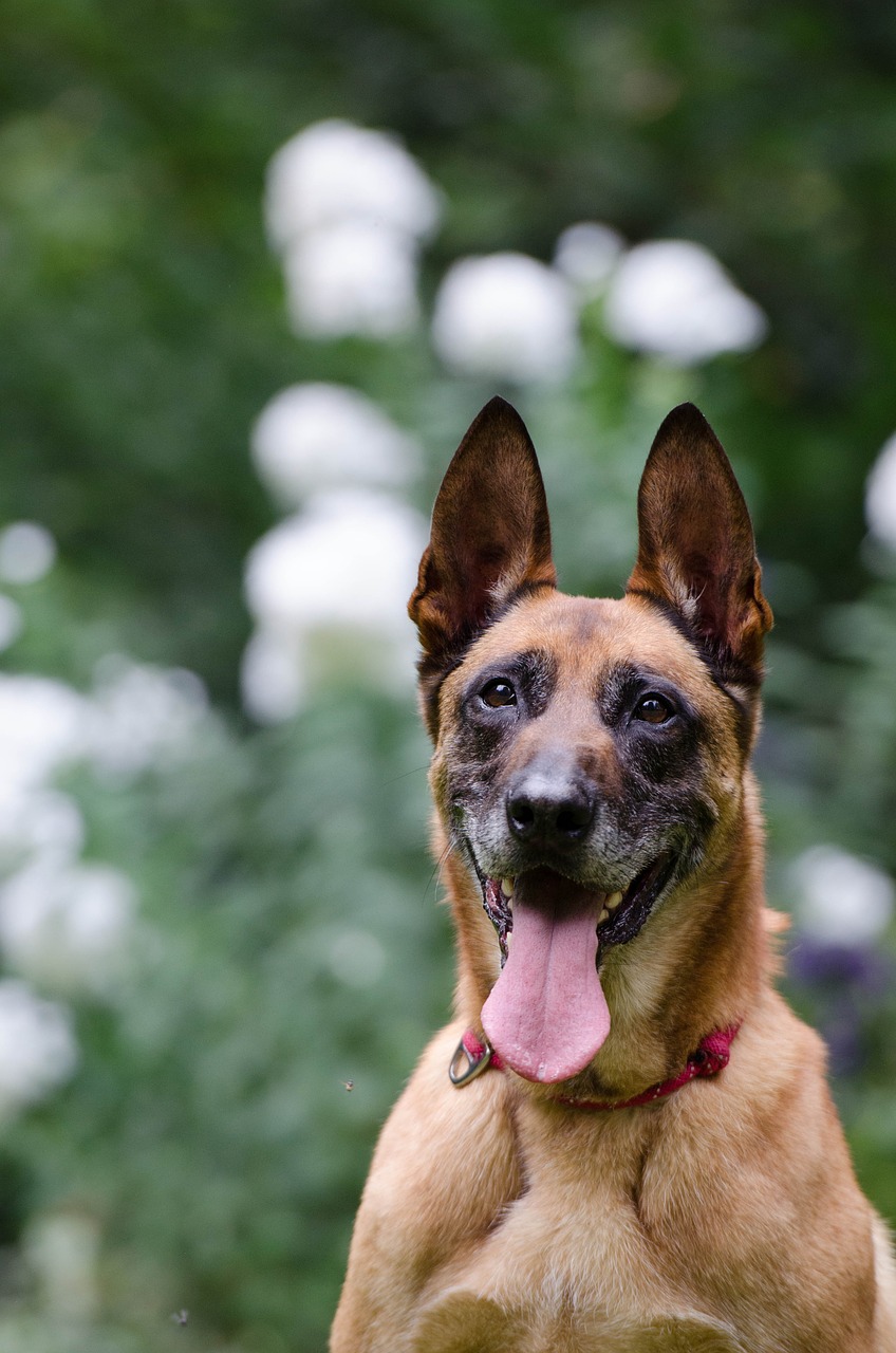 malinois portrait attention free photo