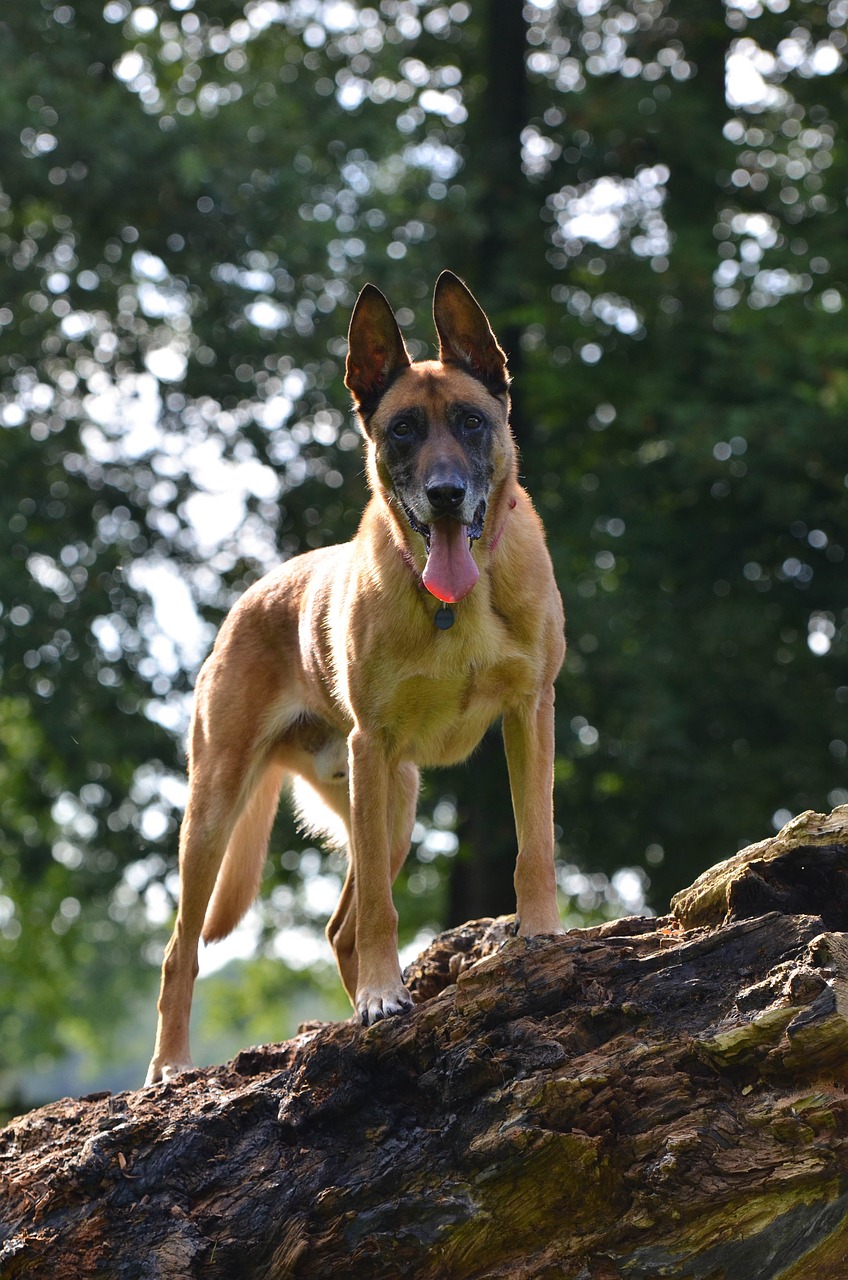 malinois belgian shepherd dog summer free photo