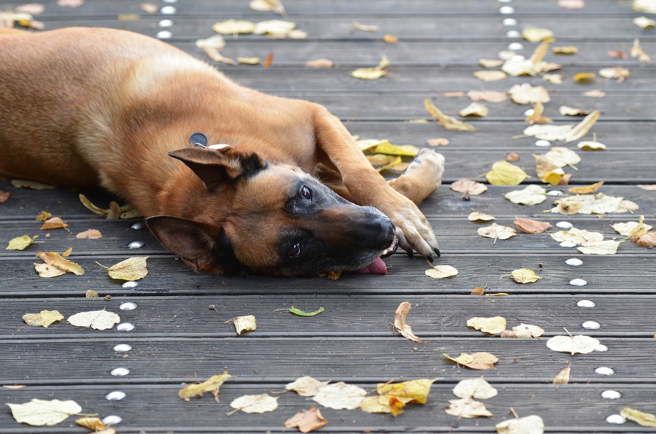 malinois sweet wooden bridge free photo