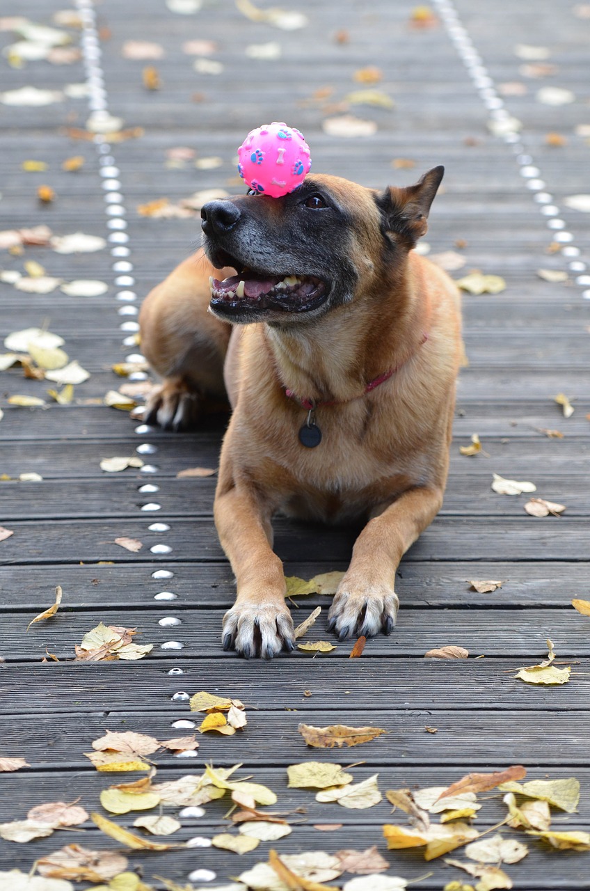 malinois dog with ball sweet free photo