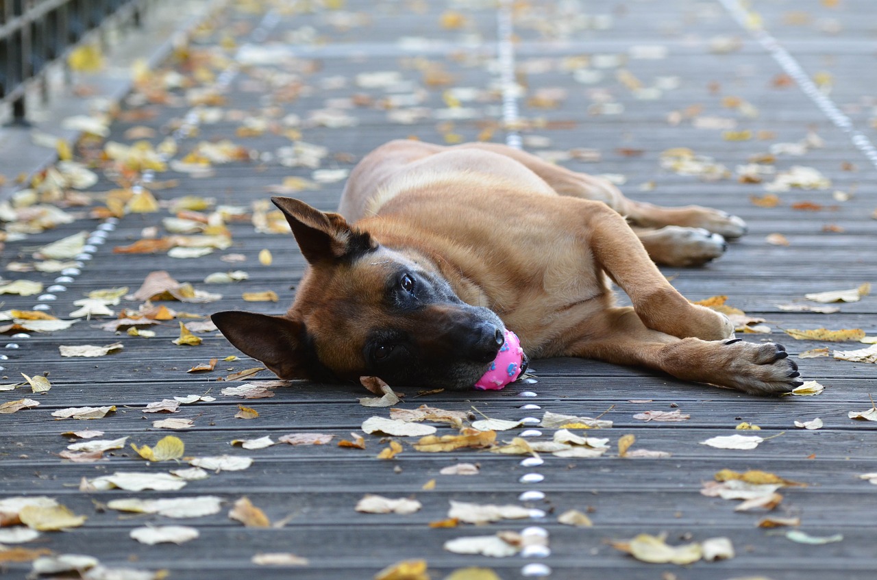 malinois dog with ball sweet free photo