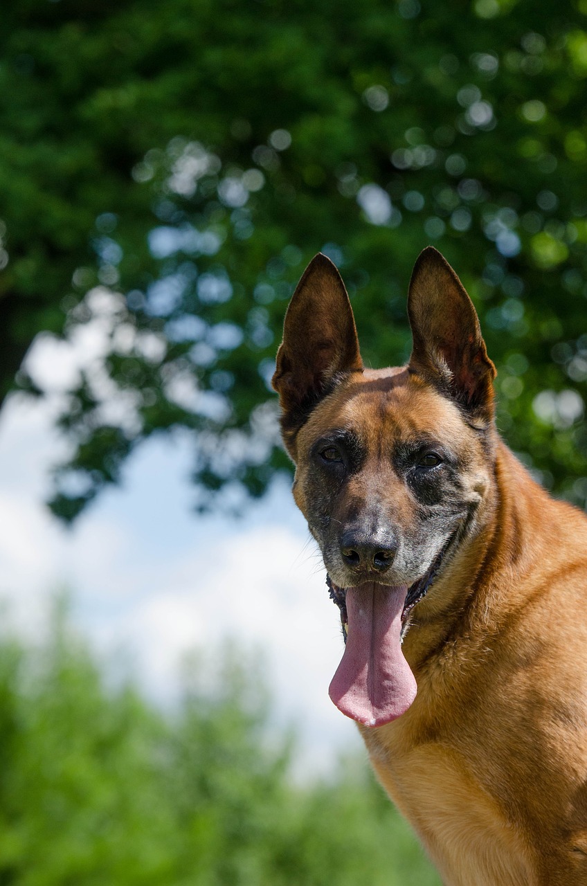 malinois portrait belgian shepherd dog free photo