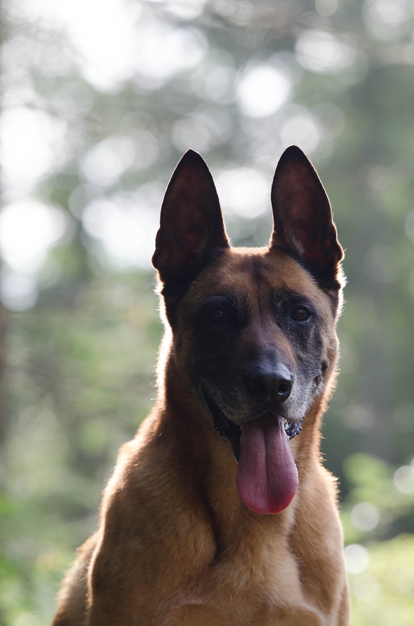 malinois portrait pretty free photo