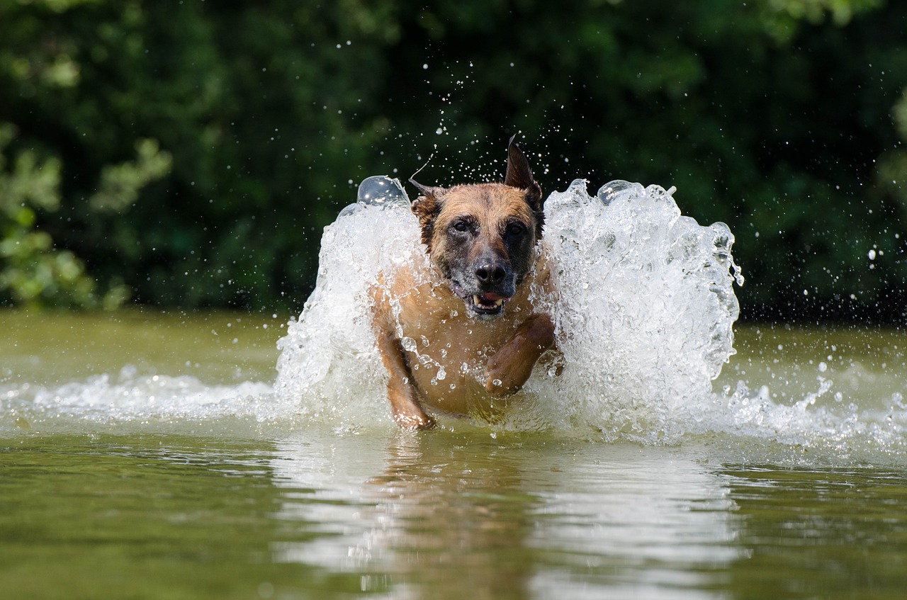 malinois water belgian shepherd dog free photo