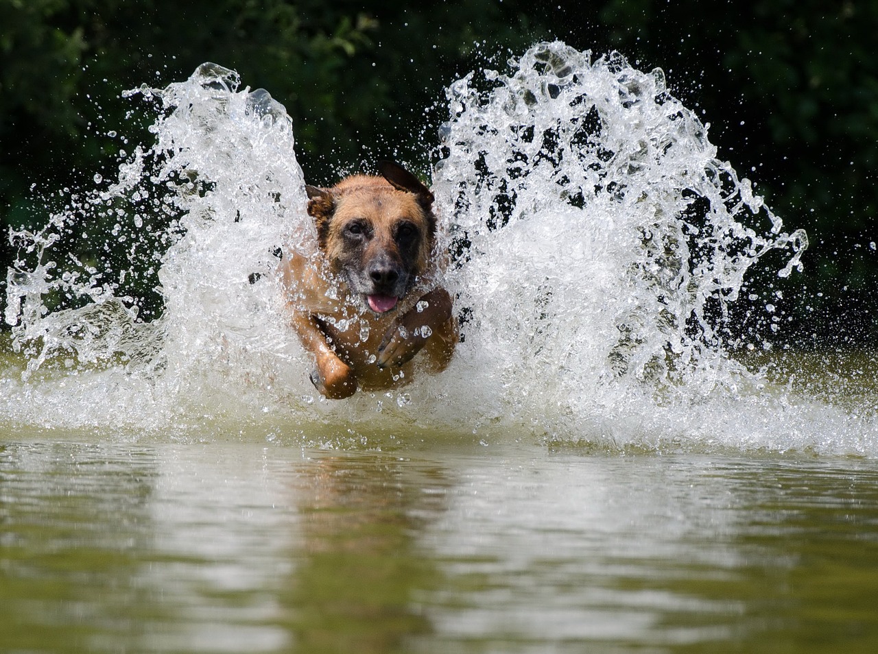 malinois water belgian shepherd dog free photo