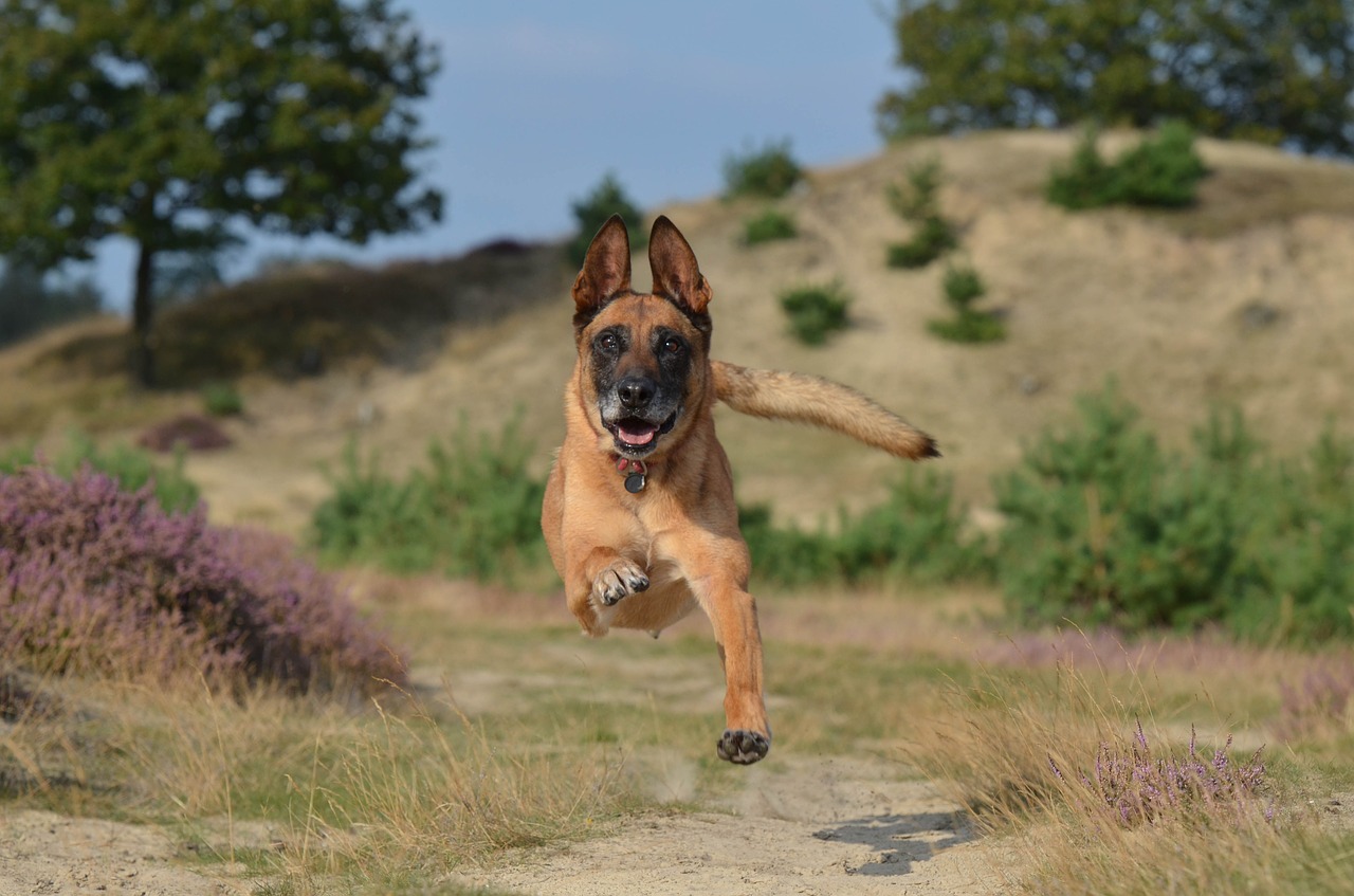 malinois jump powerful free photo