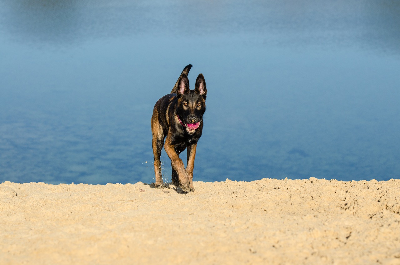 malinois belgian shepherd dog beach free photo