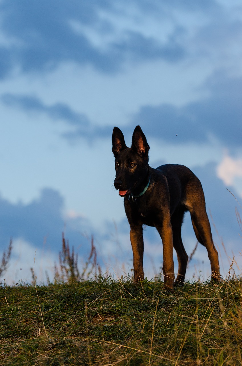 malinois belgian shepherd dog young dog free photo