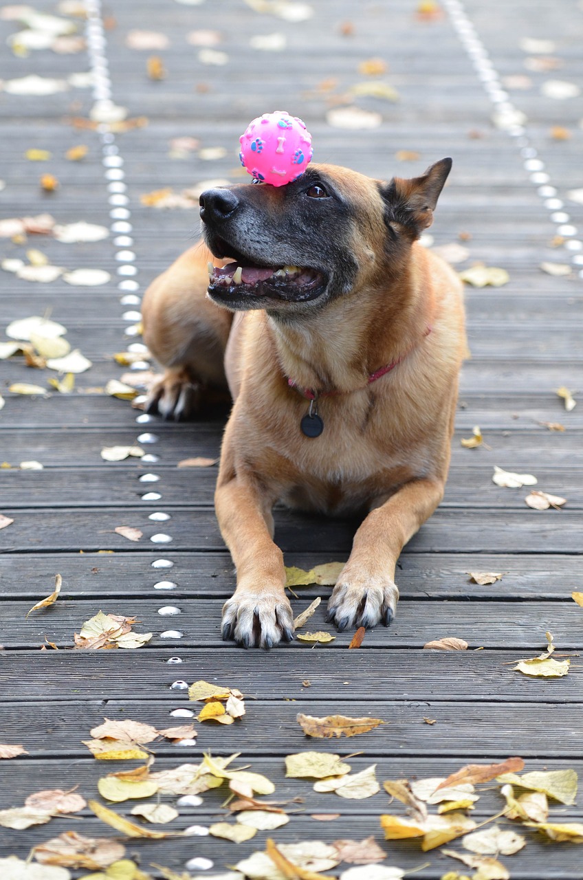 malinois belgian shepherd dog leaves free photo