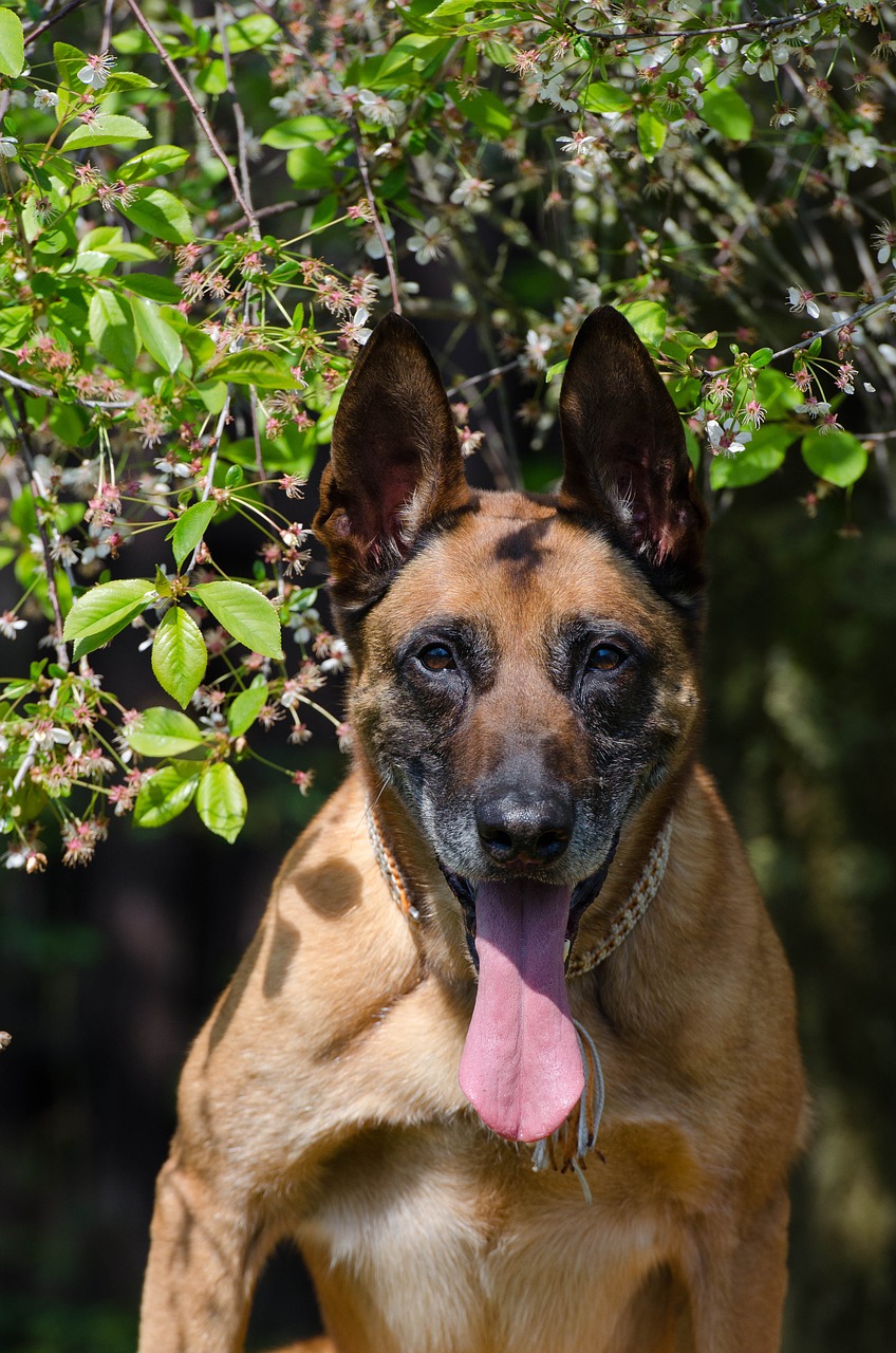 malinois belgian shepherd dog portrait free photo