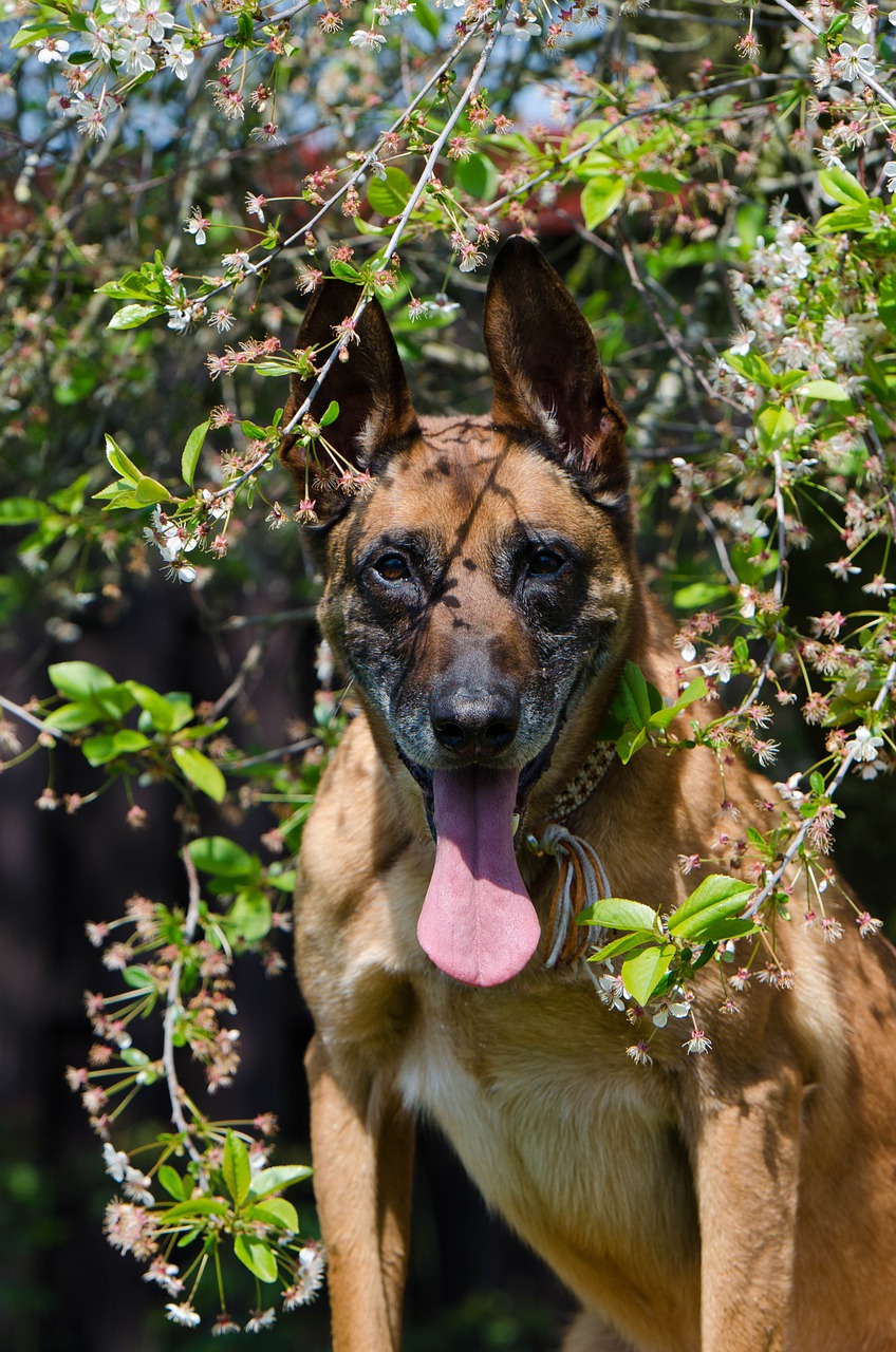 malinois belgian shepherd dog portrait free photo