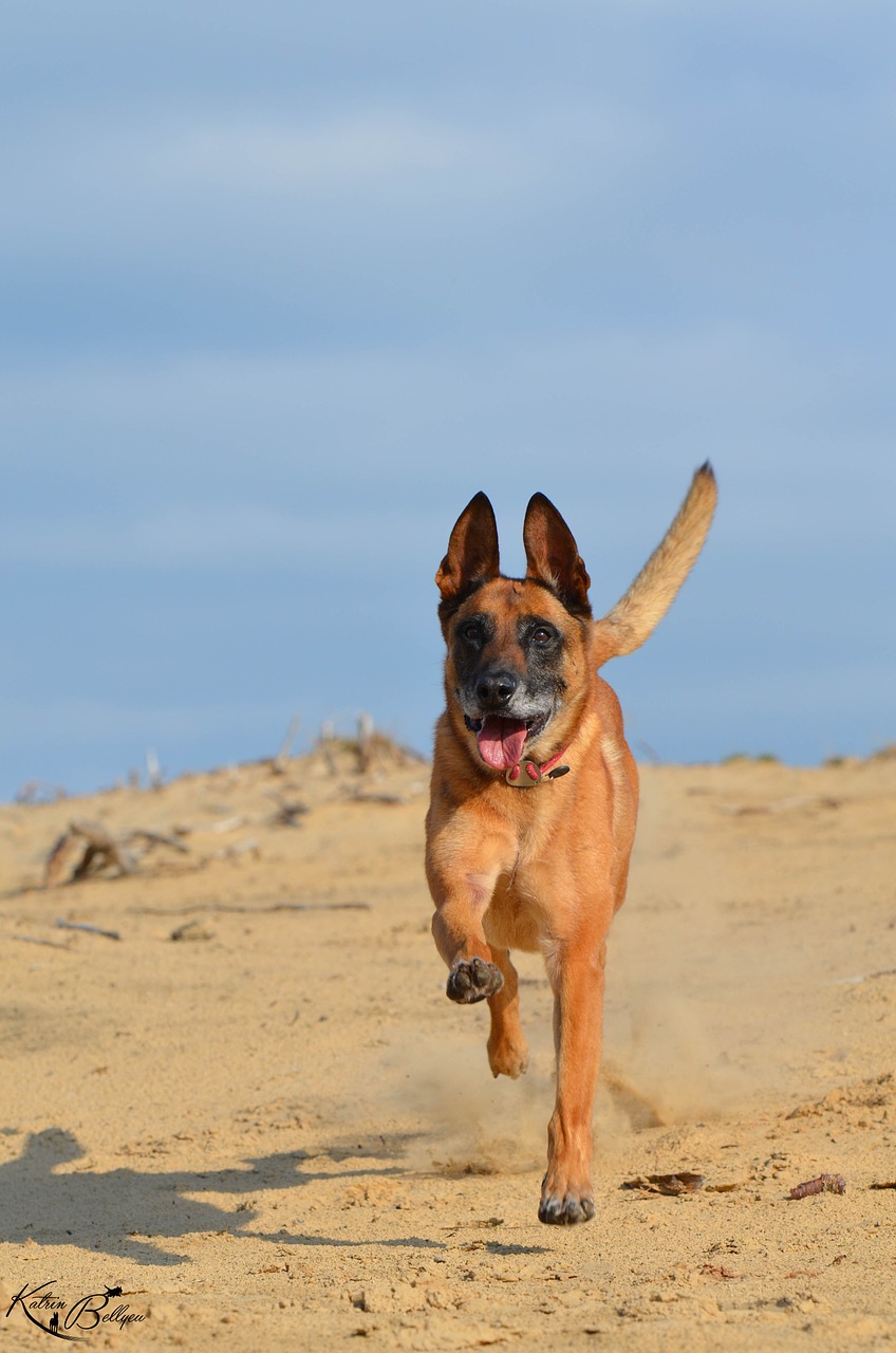 malinois sand summer free photo