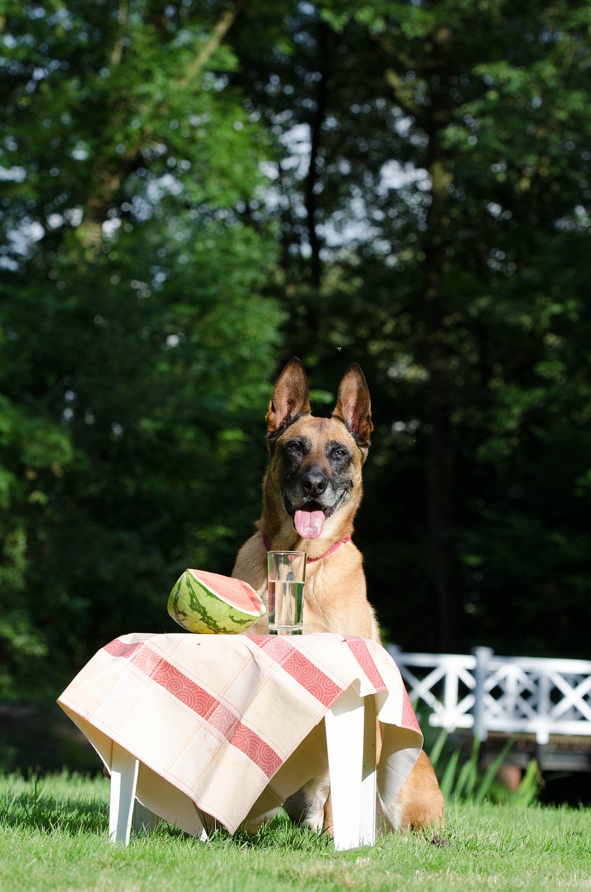 malinois piknik melon free photo