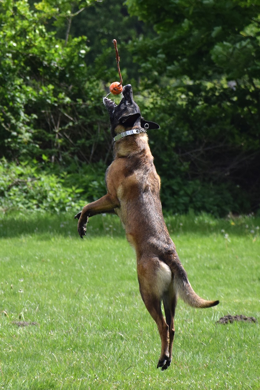 malinois dog jump free photo