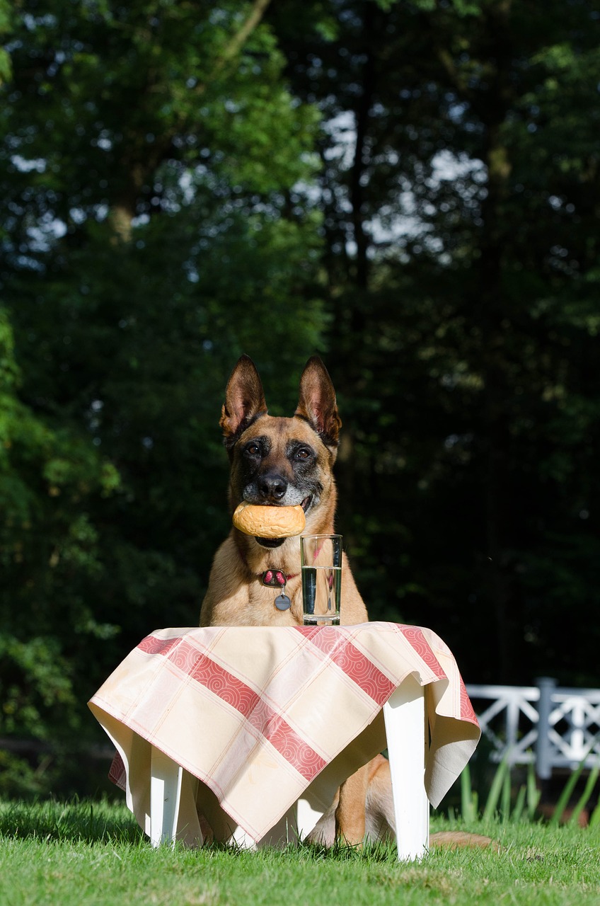 malinois belgian shepherd dog picnic free photo