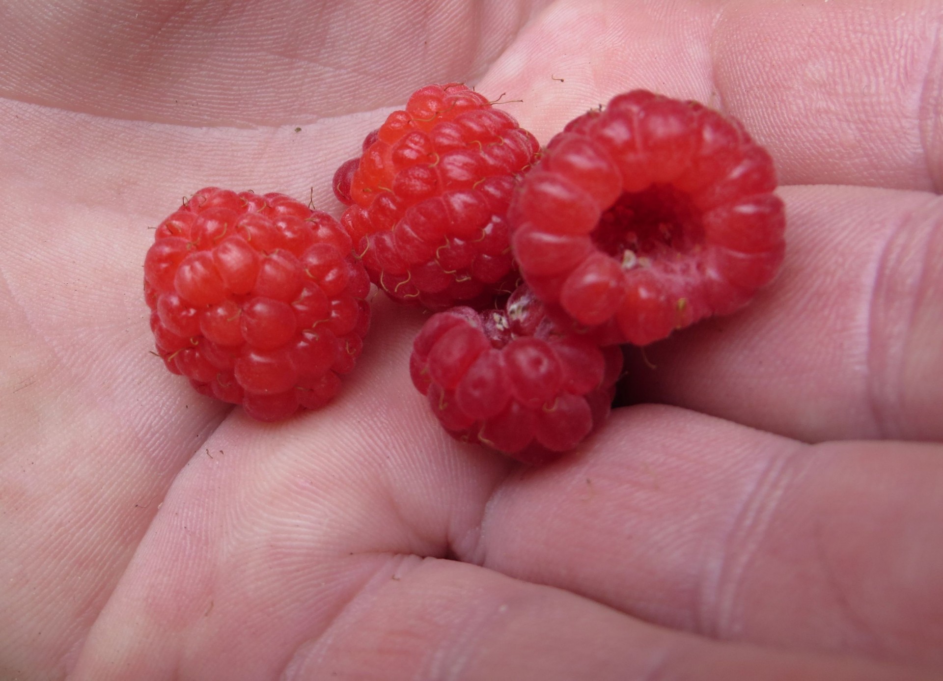 raspberries palm raspberry on a palm free photo