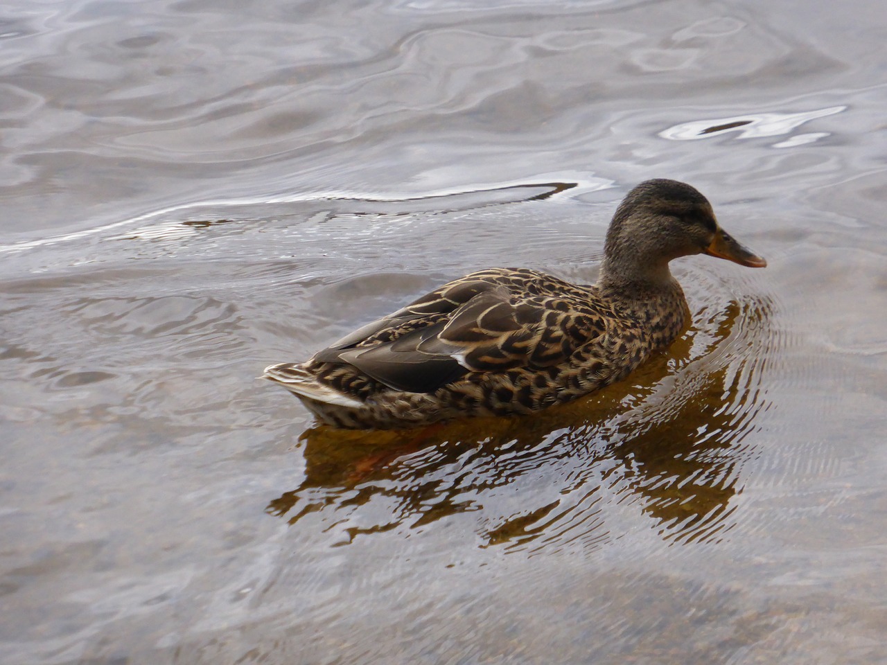 mallard birds bird free photo