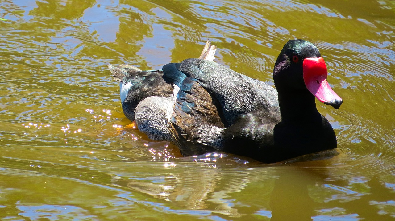 mallard duck bird free photo