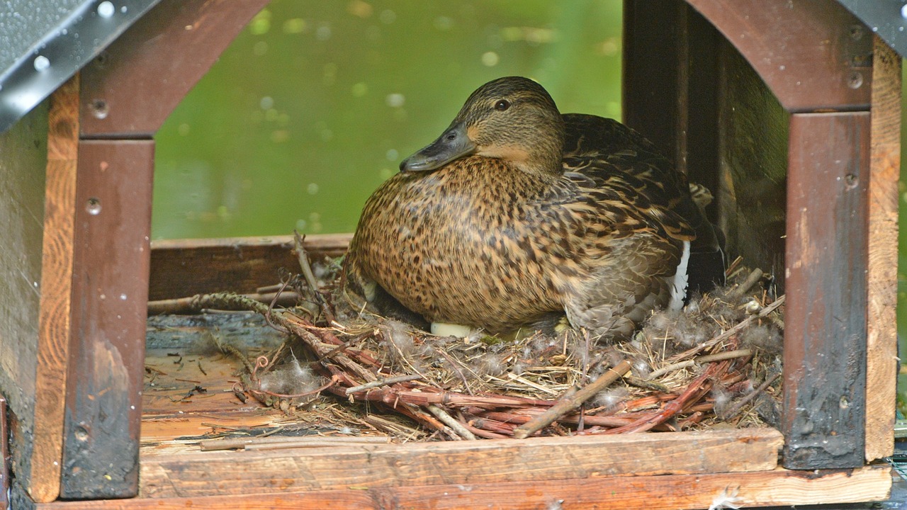 mallard breed bird free photo