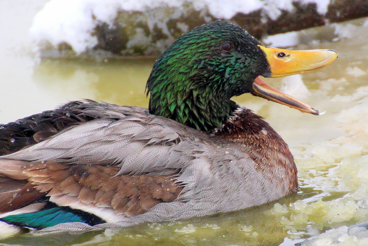 mallard male drake free photo