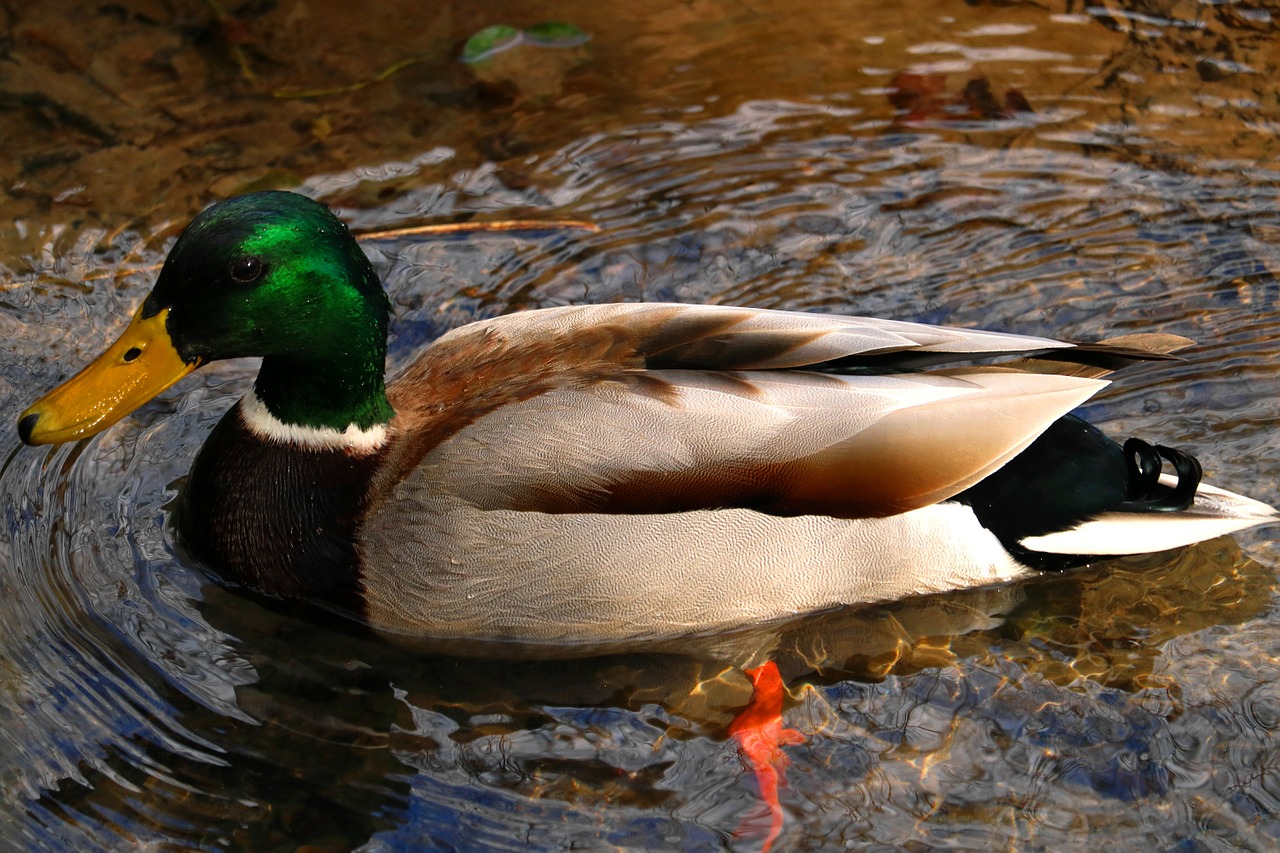 mallard duck wildlife free photo