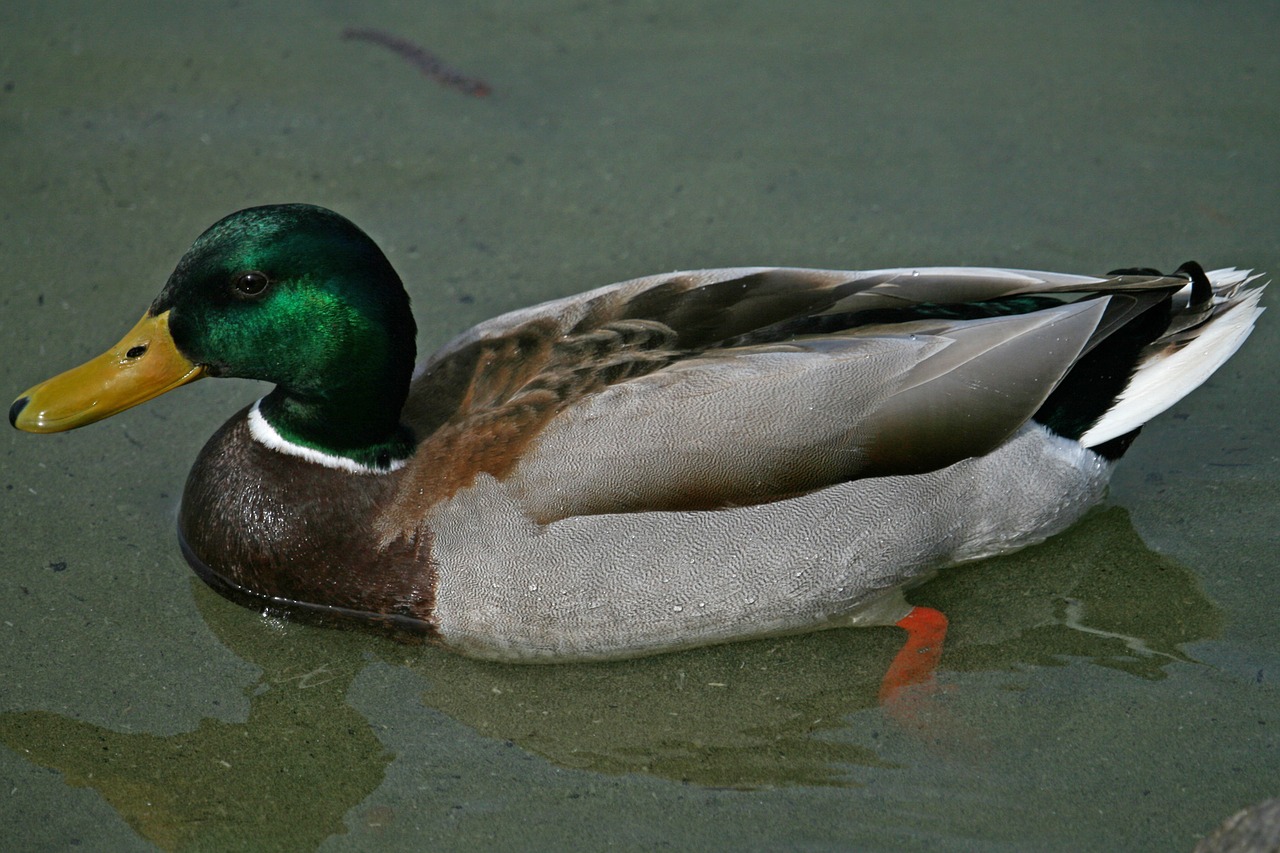 mallard duck water bird free photo