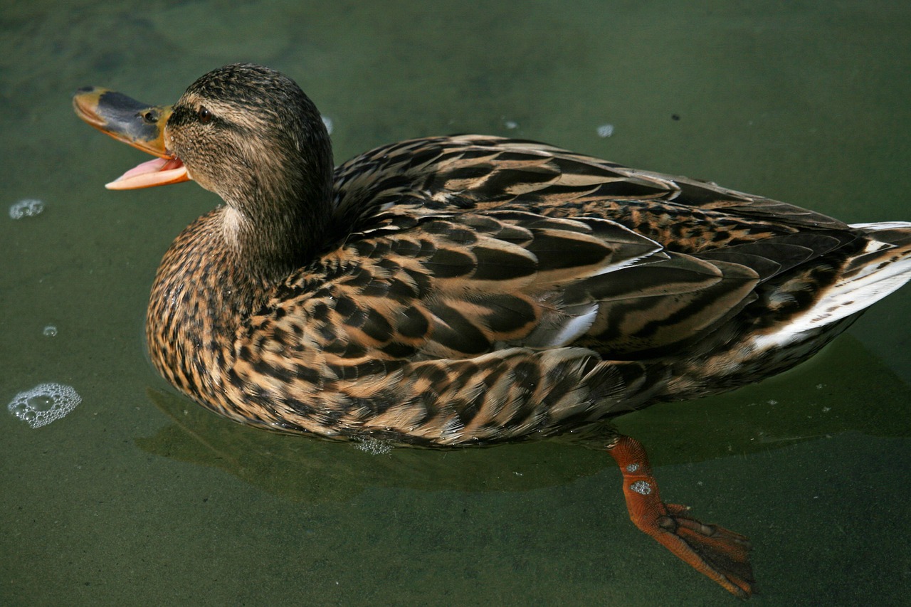 mallard duck bird free photo
