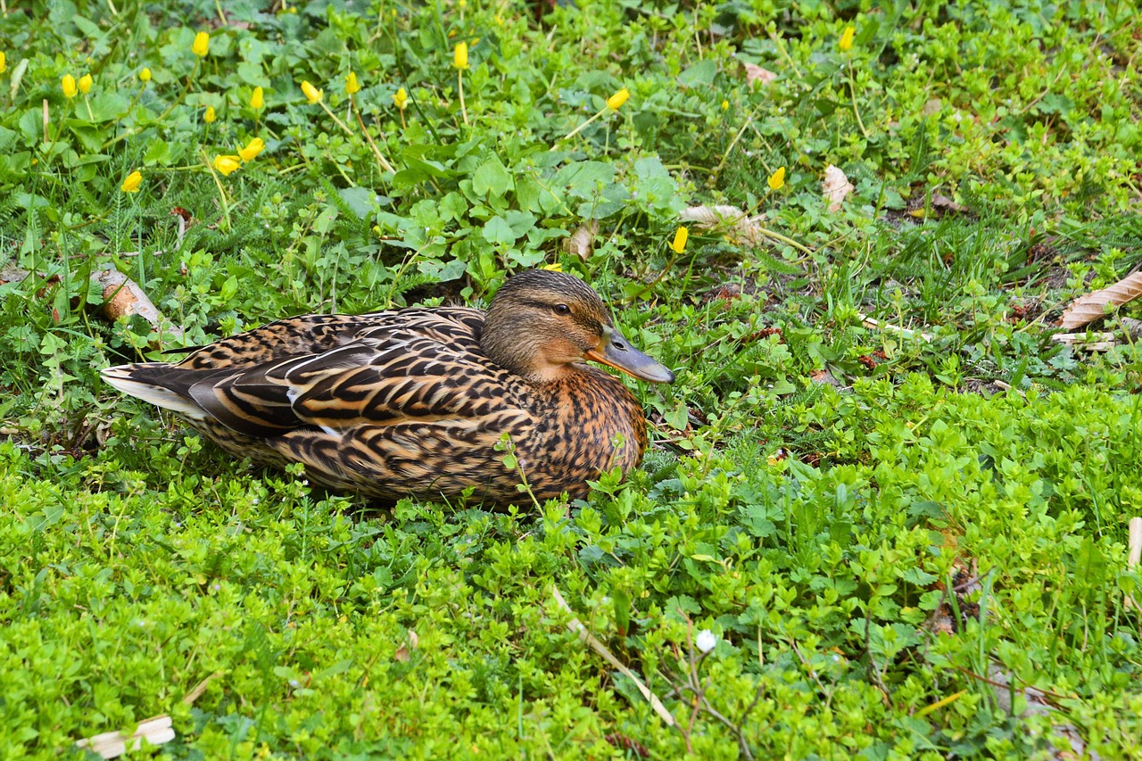 mallard duck meadow free photo
