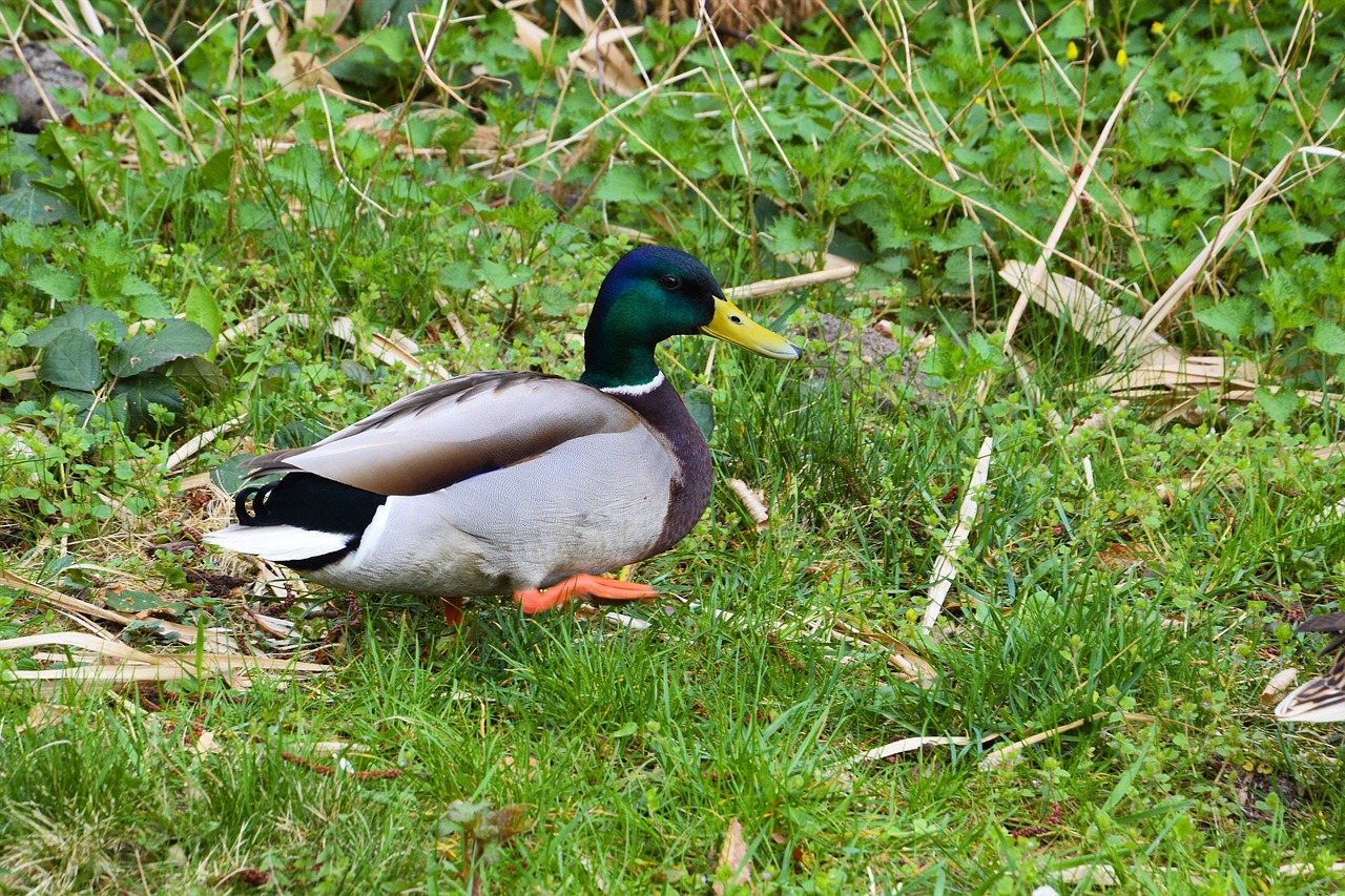 mallard drake meadow free photo