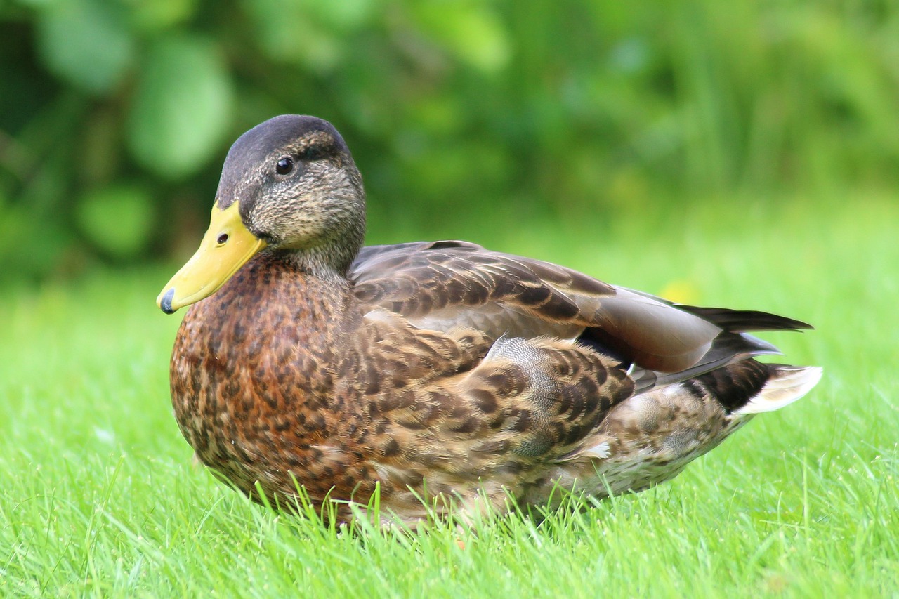 mallard duck spring meadow free photo