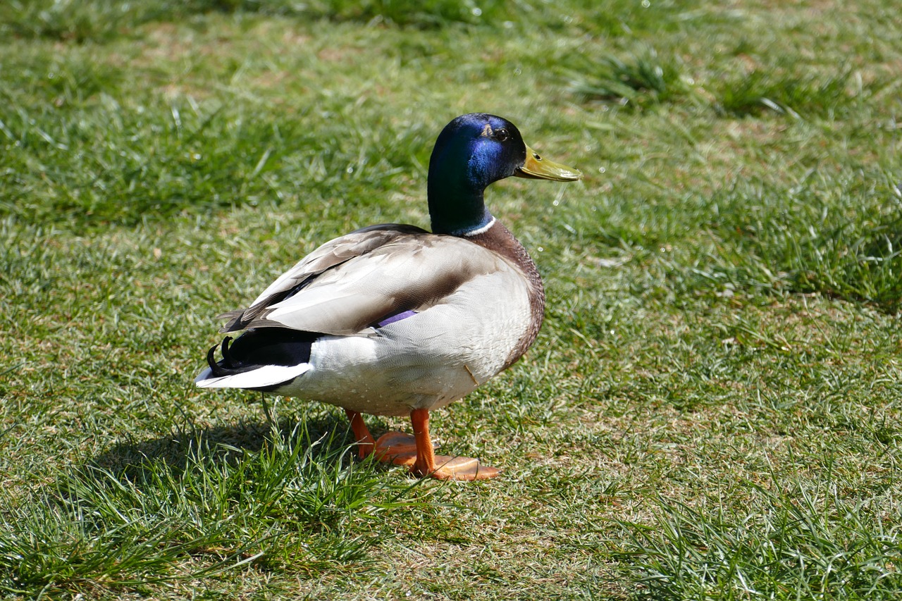 mallard male rush free photo