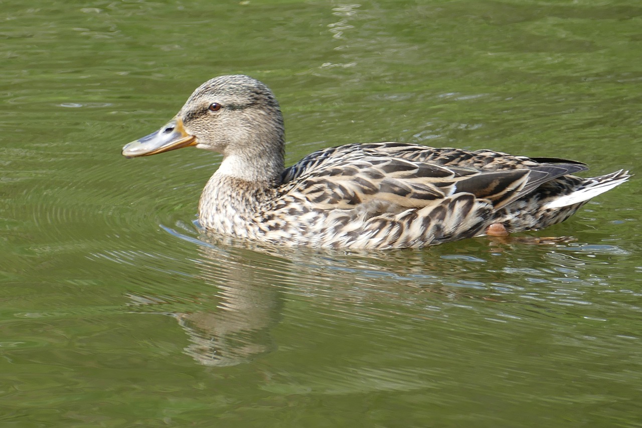 mallard female water free photo