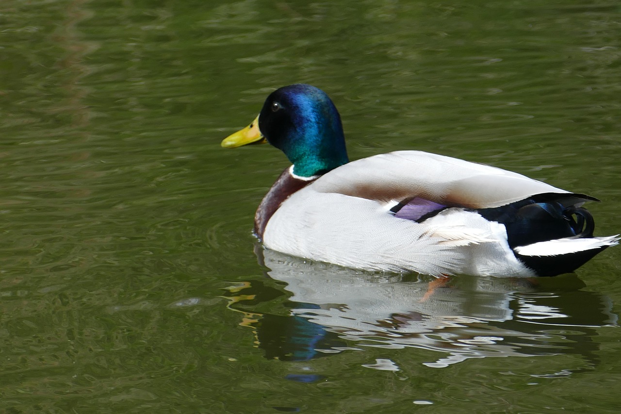 mallard male water free photo